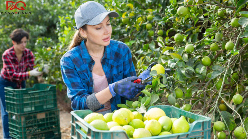 Thủ tục và điều kiện gia hạn visa 462 mới nhất 2026 9 Thủ tục và điều kiện gia hạn visa 462 mới nhất 2026