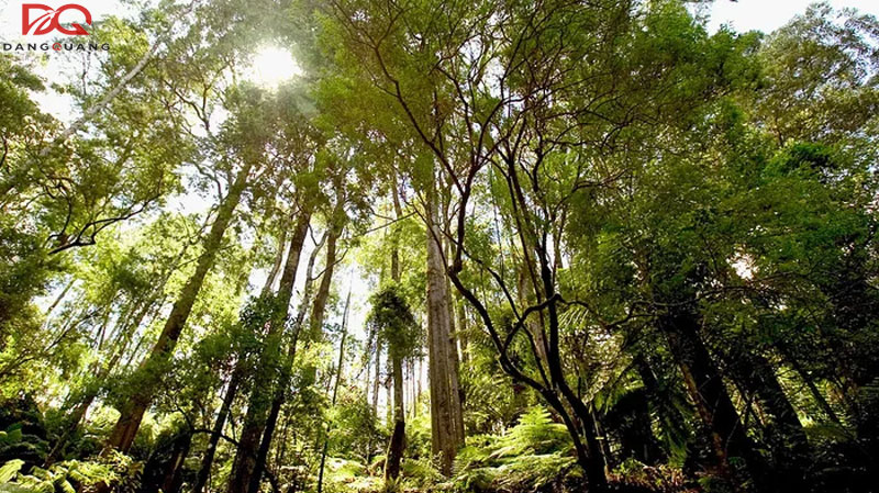 Thủ tục và điều kiện gia hạn visa 462 mới nhất 2026 13 Thủ tục và điều kiện gia hạn visa 462 mới nhất 2026