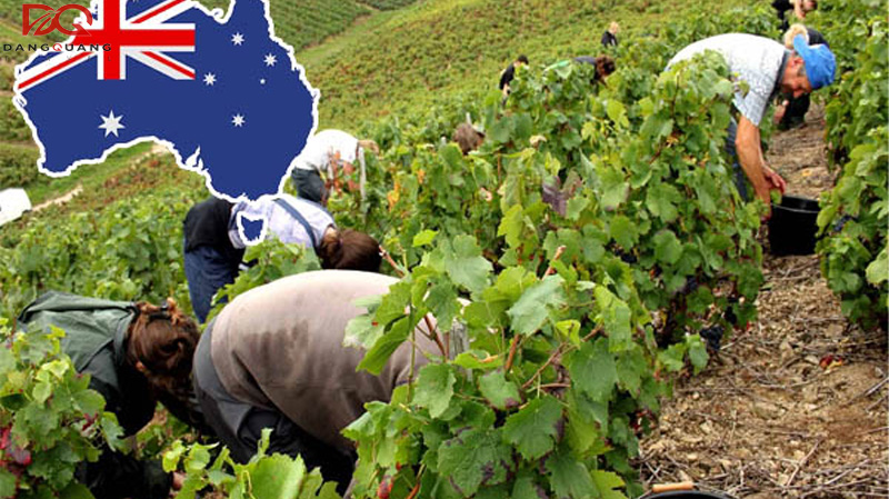 Visa 462 là gì? Điều kiện xin Visa 462 vừa du lịch vừa làm việc